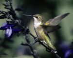 Draw Birds and Butterflies to Your Home