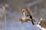 For the Birds