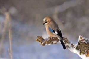 For the Birds