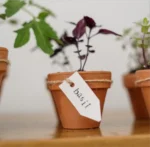 Start an Herb Garden