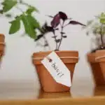 Start an Herb Garden